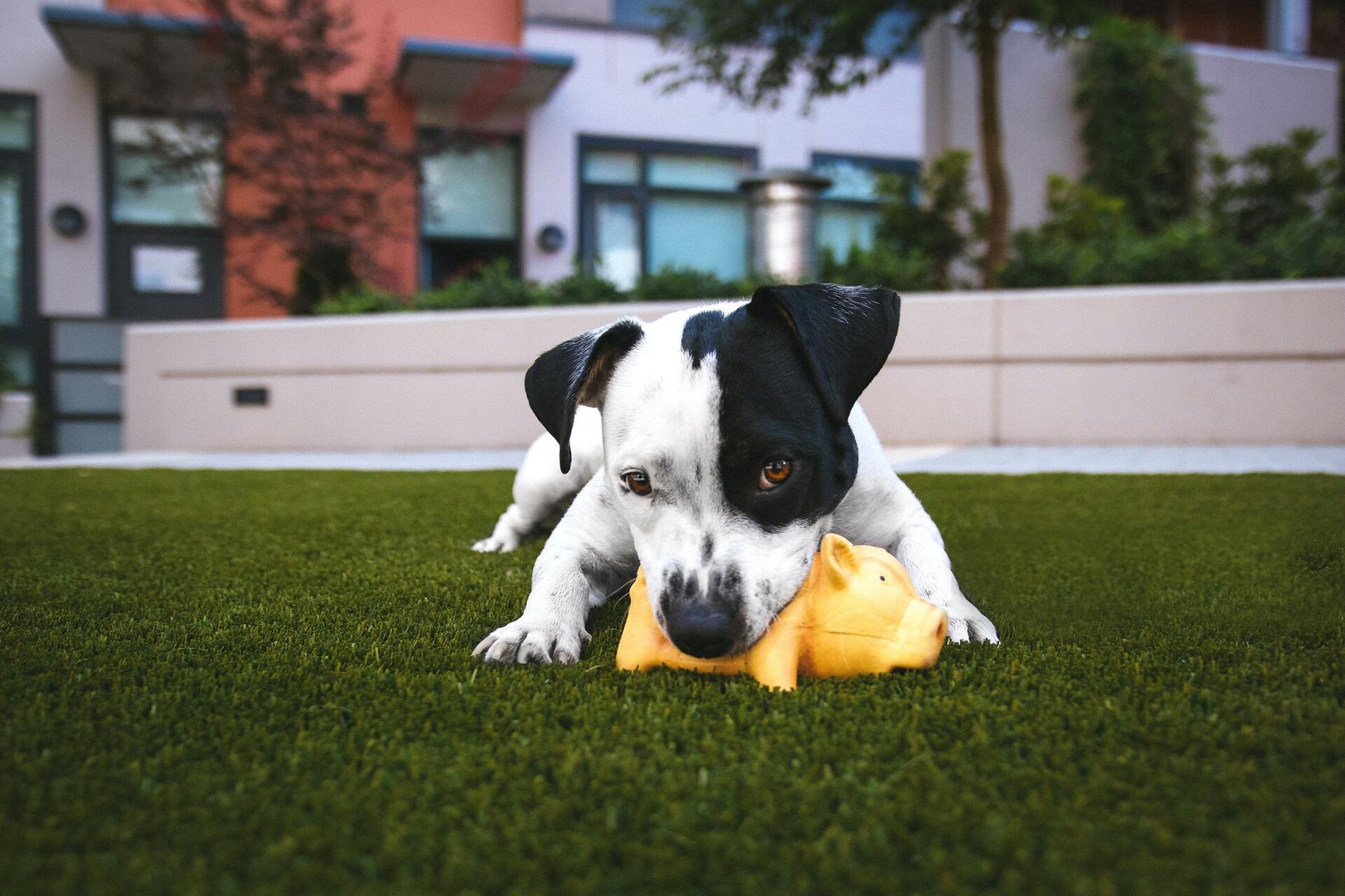 The pet turf is giving the dog a relaxing and tender feel, as evidenced by its playfulness.